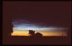 NLC over trees